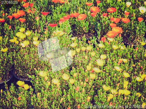 Image of Retro look Flowers