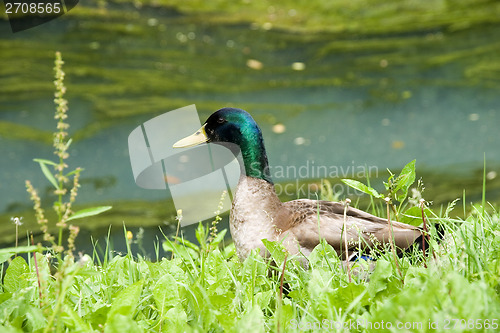 Image of Mallard