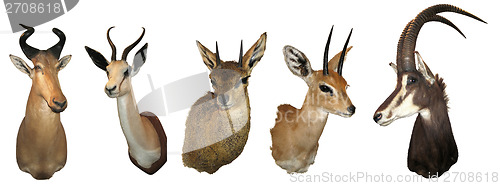 Image of Stuffed animals antelope