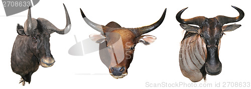 Image of Stuffed buffalo head