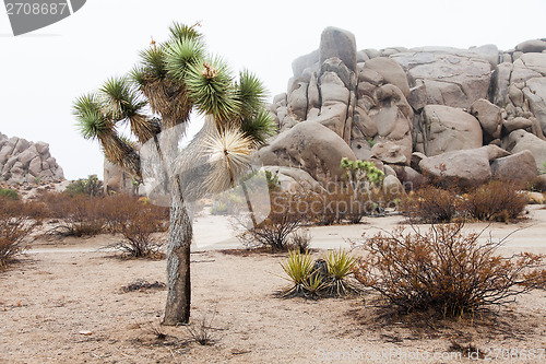 Image of Joshua Tree