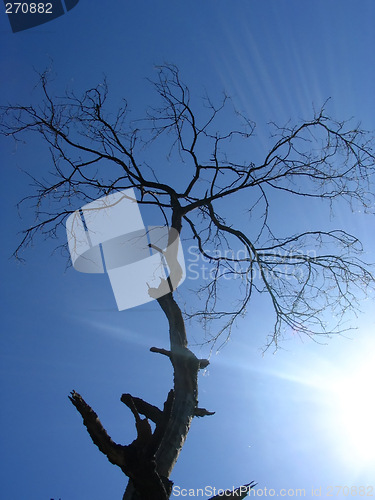 Image of dry tree in the sunshine in the sky