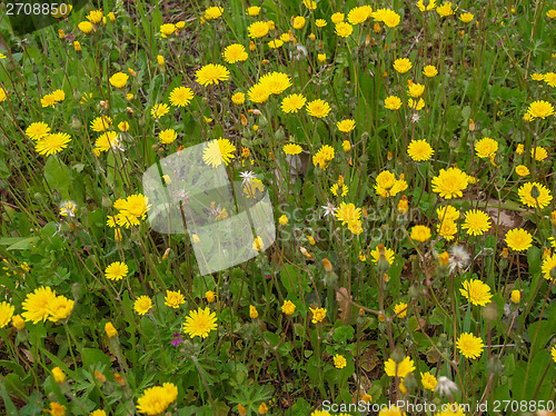 Image of Flowers