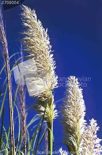Image of Plants