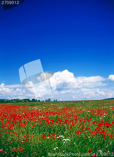 Image of Poppy field