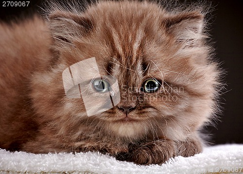 Image of british long hair kitten