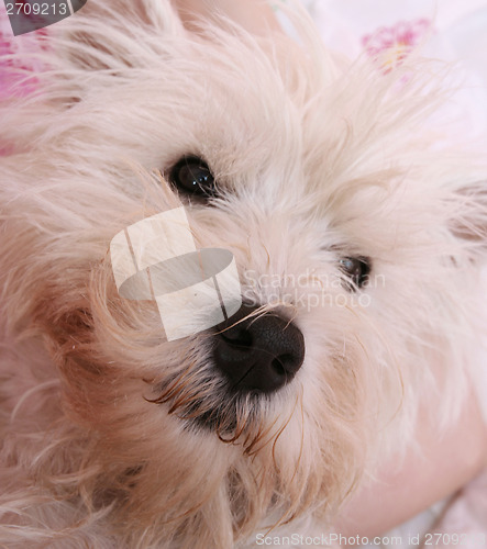 Image of Dog sleeping on bed 