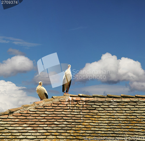 Image of Two storks 