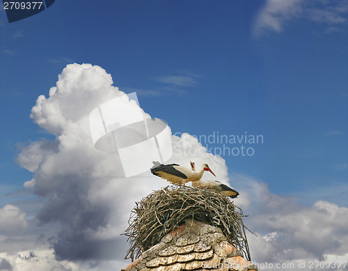 Image of Storks in the nest