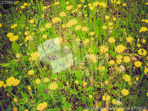 Image of Retro look Flowers