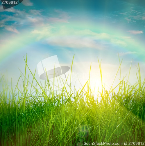 Image of Spring green grass