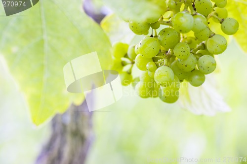 Image of French vineyard