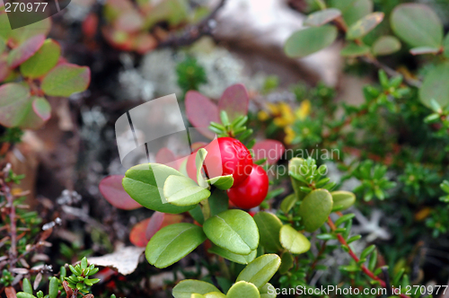 Image of Cranberries