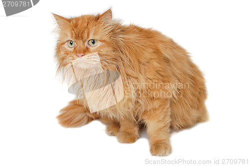 Image of Red cat isolated on white background.