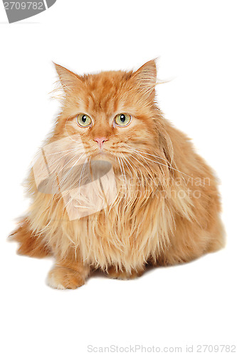 Image of Red cat isolated on white background.