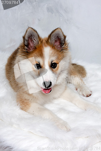 Image of Norwegian lundhund dog