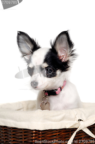 Image of Chihuahua dog in a basket.