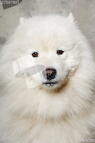 Image of Face of samoyed dog