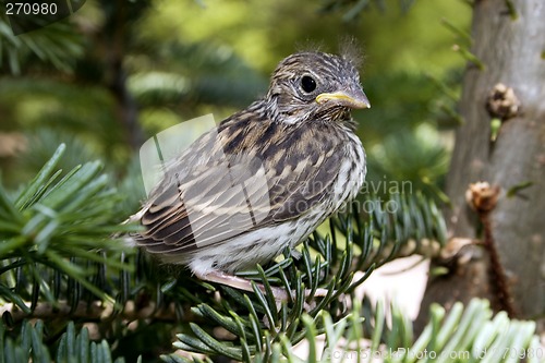 Image of Leaving the Nest