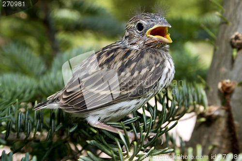 Image of Feed Me!