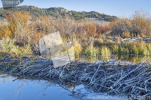 Image of beaver swamp in Colorado