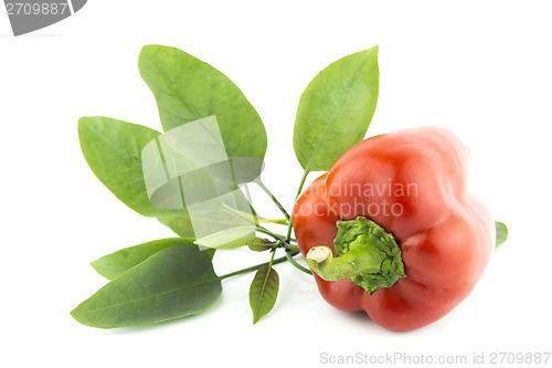 Image of Red sweet pepper