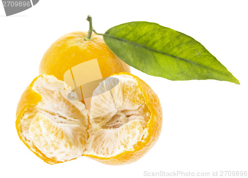 Image of Clementine