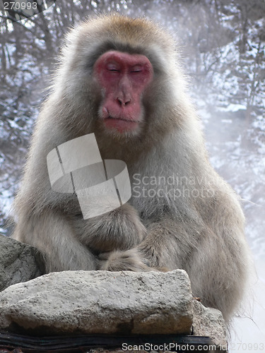Image of Japanese Macaque relaxing