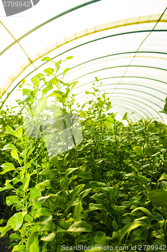 Image of greenhouse