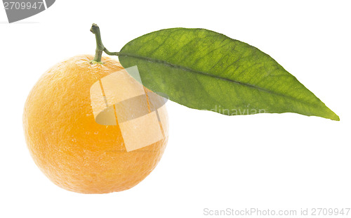 Image of Clementine