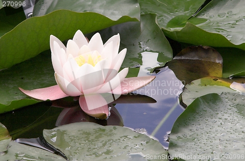 Image of European white water lily
