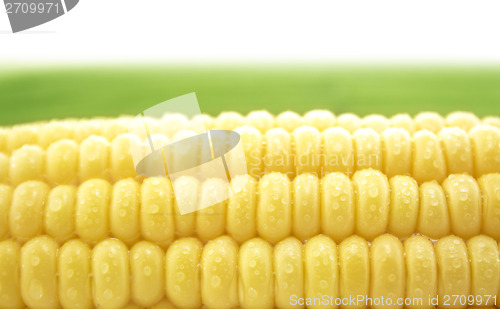Image of Corn