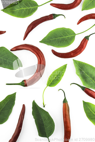 Image of hot chili pepper