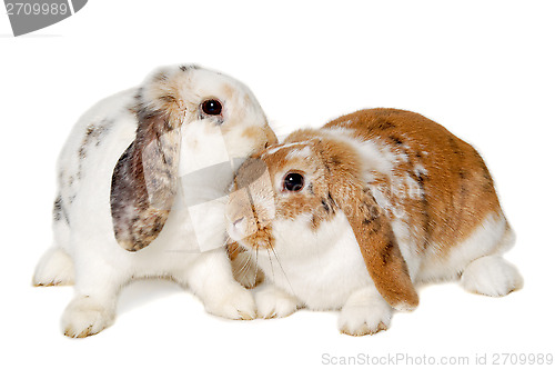 Image of Two rabbits isolated on a white background