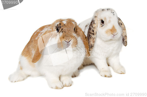 Image of Two rabbits isolated on a white background