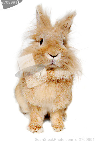 Image of Rabbit isolated on white background