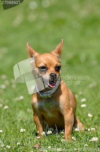 Image of Chihuahua dog on green grass