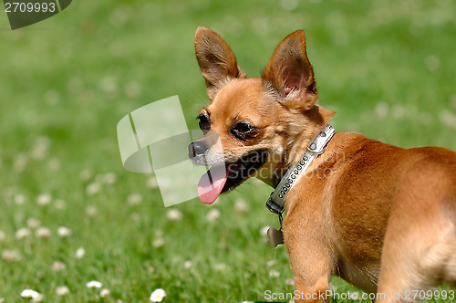 Image of Chihuahua dog on green grass