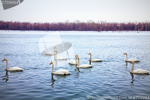 Image of white swans