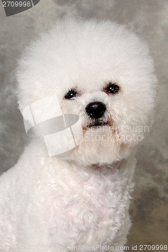 Image of Face of poodle dog