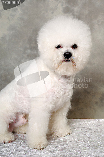 Image of Sitting poodle dog