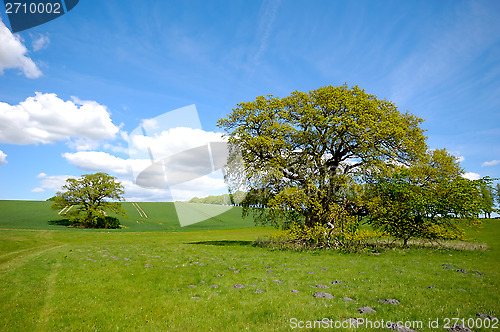 Image of Tree on hill