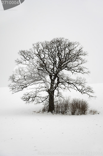 Image of Tree on hill at winter
