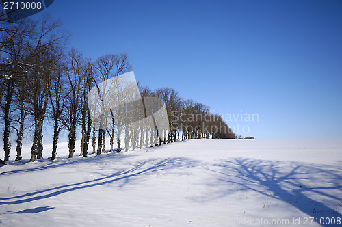 Image of Trees on hill at winter