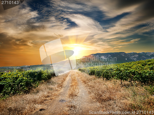 Image of Road through a vineyard