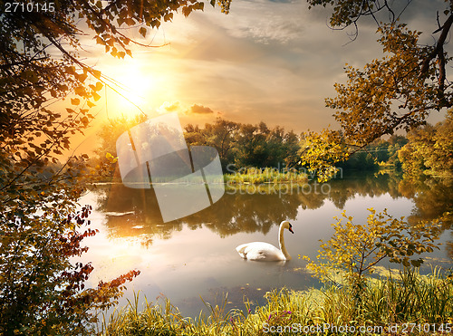 Image of Swan on the pond