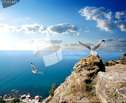 Image of Seagulls and the sea