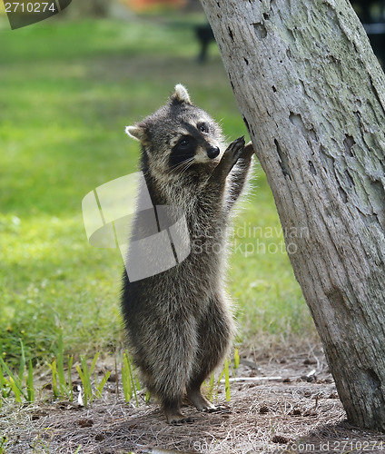 Image of Young Raccoon