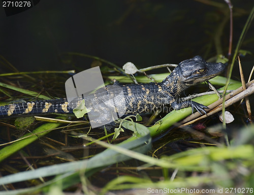 Image of Young Alligator 