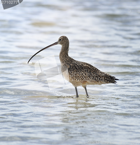 Image of Long-billed Curlew